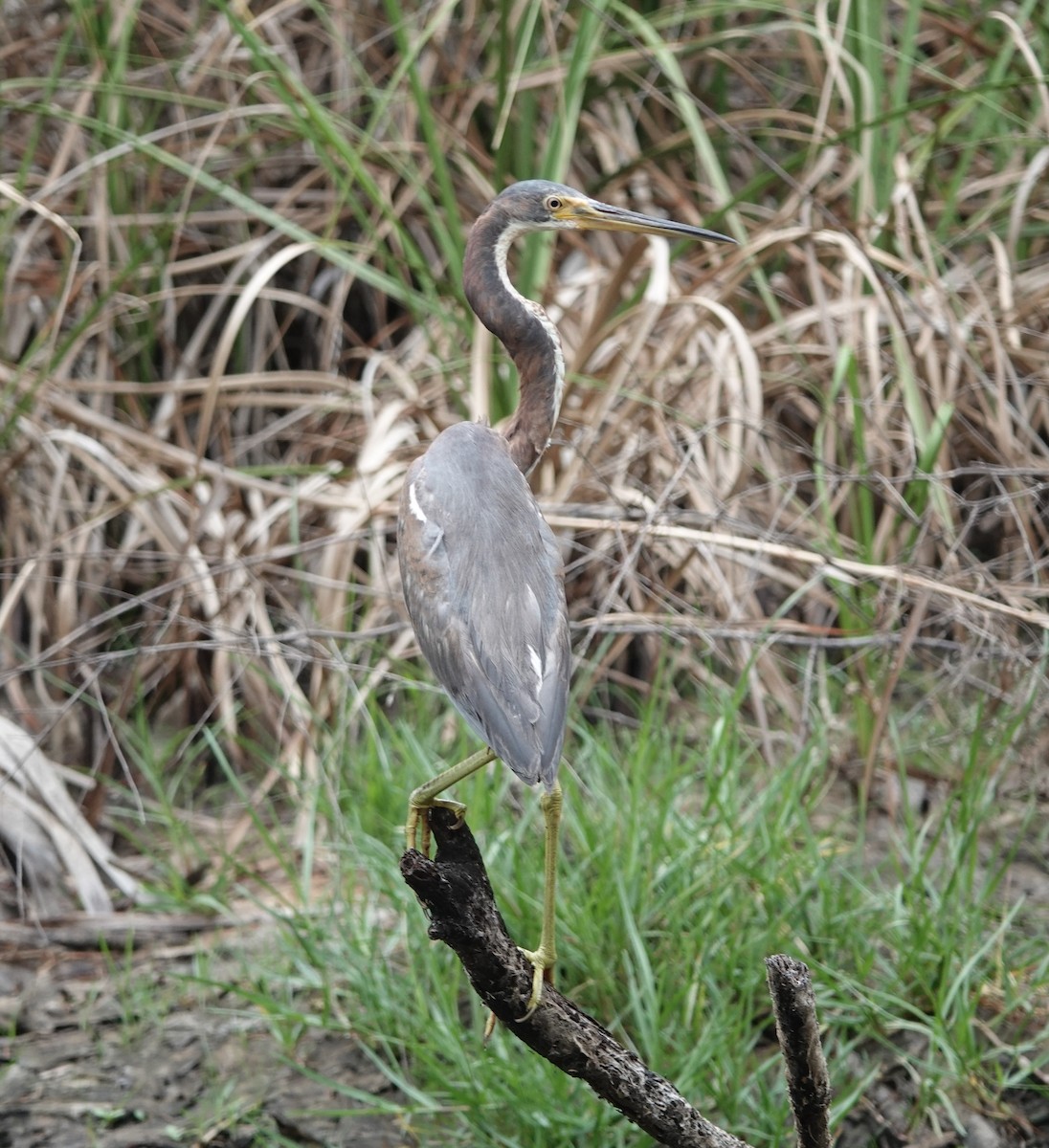 Tricolored Heron - John  Paalvast