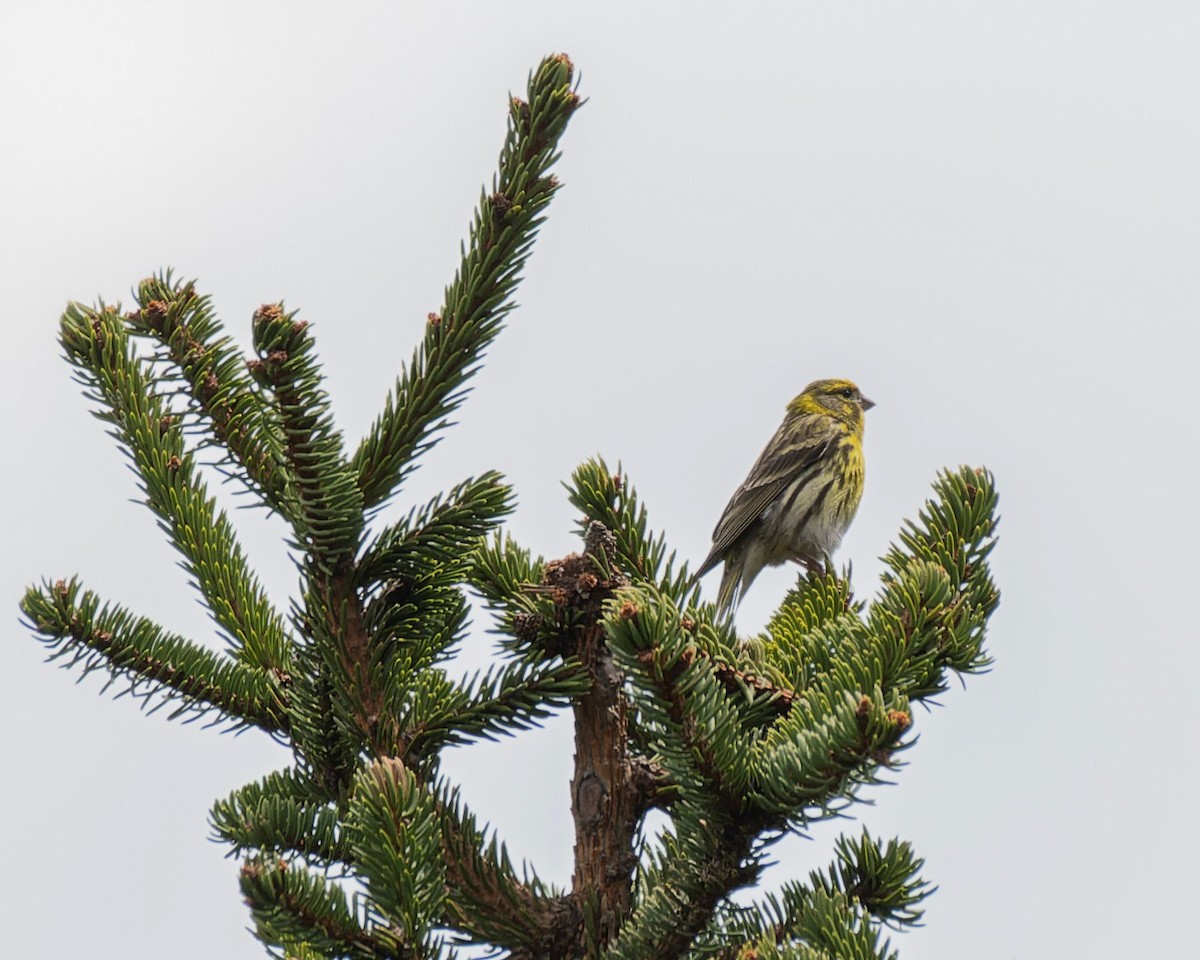 European Serin - john Butters