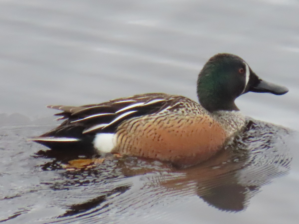 Blue-winged Teal x Northern Shoveler (hybrid) - ML619072912