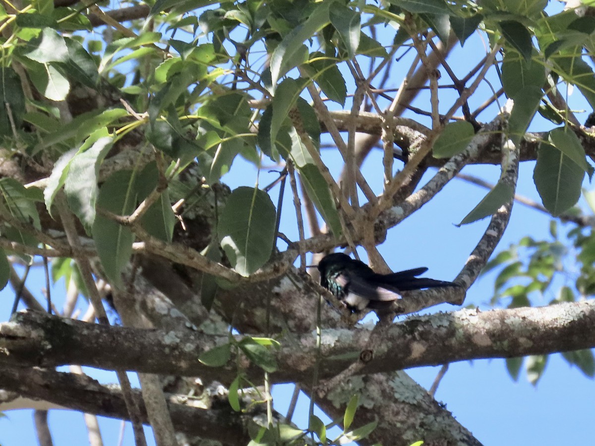 Swallow-tailed Hummingbird - Ines Vasconcelos