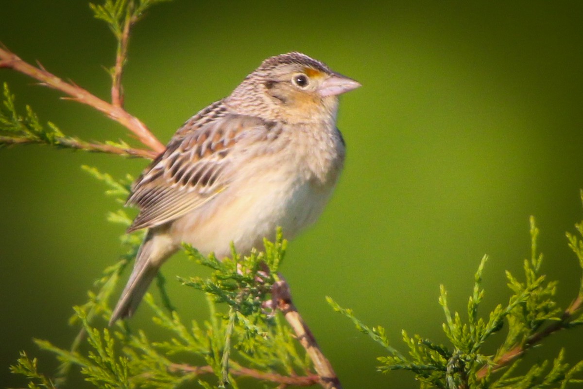 Grasshopper Sparrow - ML619072941