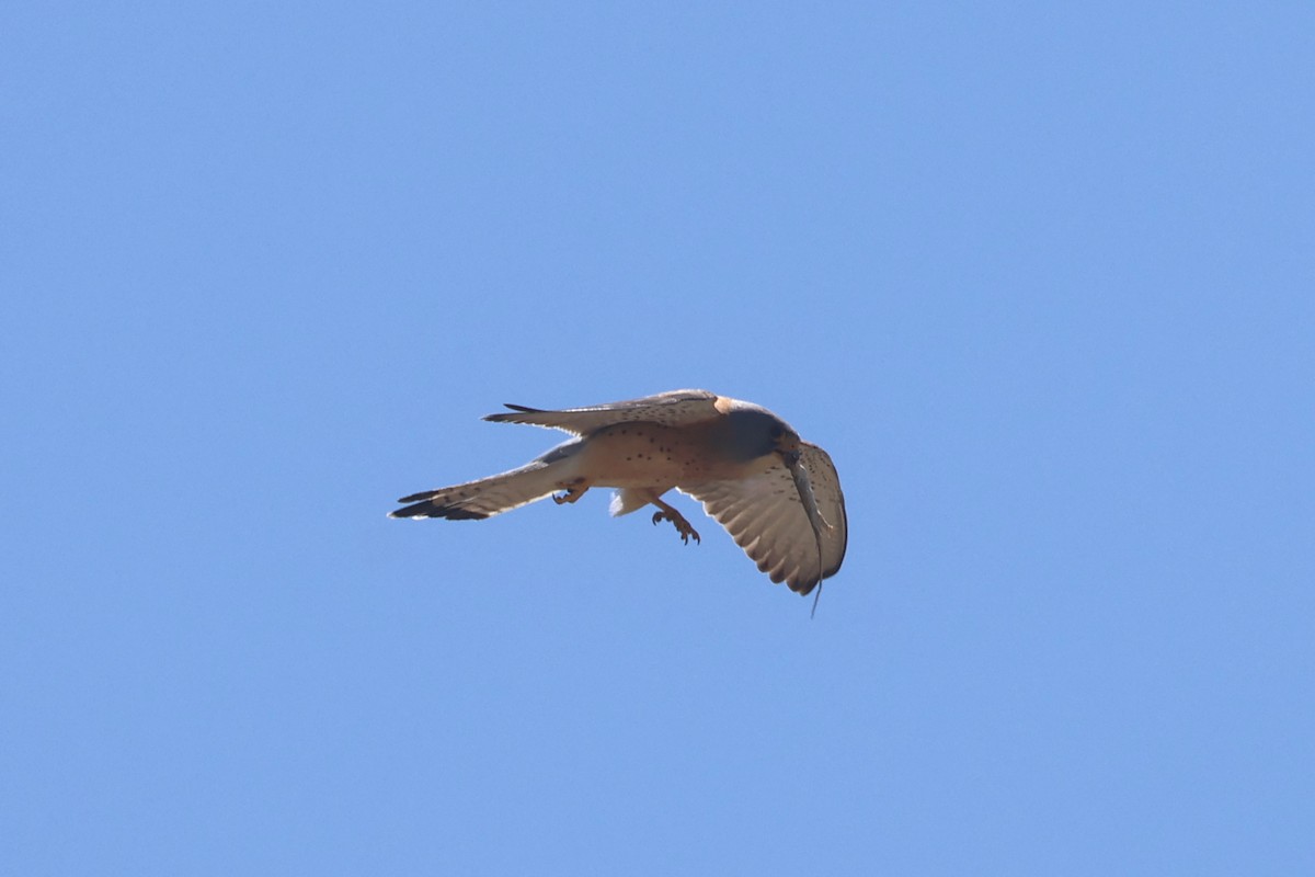 Lesser Kestrel - Charley Hesse