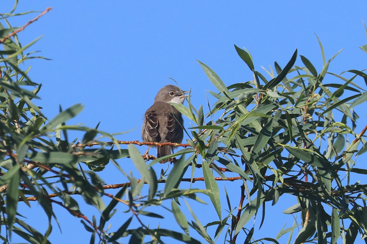 Greater Whitethroat - Charley Hesse TROPICAL BIRDING