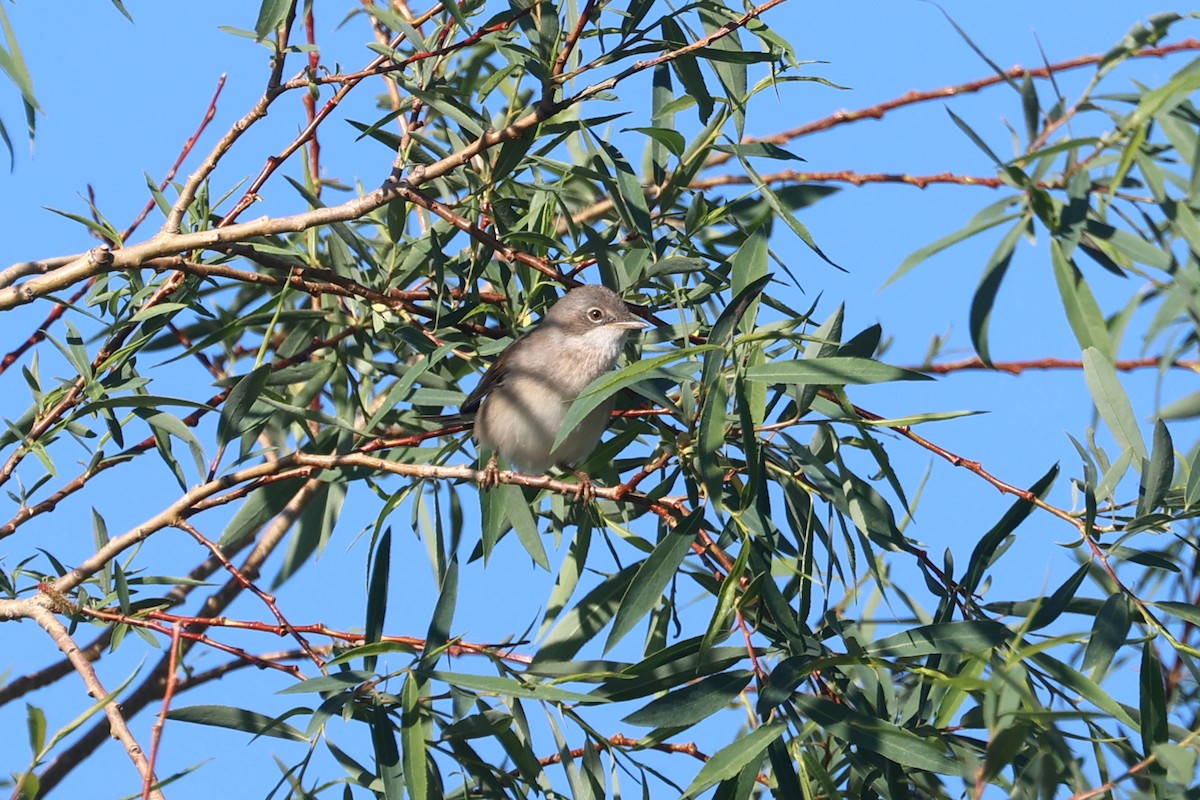 Greater Whitethroat - Charley Hesse TROPICAL BIRDING