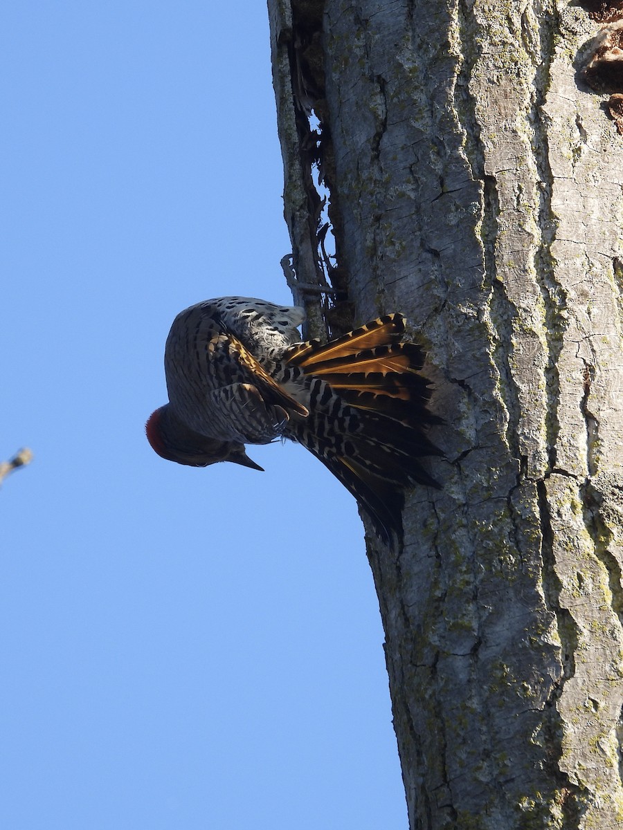 Northern Flicker - Tracy Mosebey