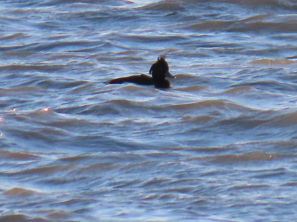 Tufted Duck - ML619073030