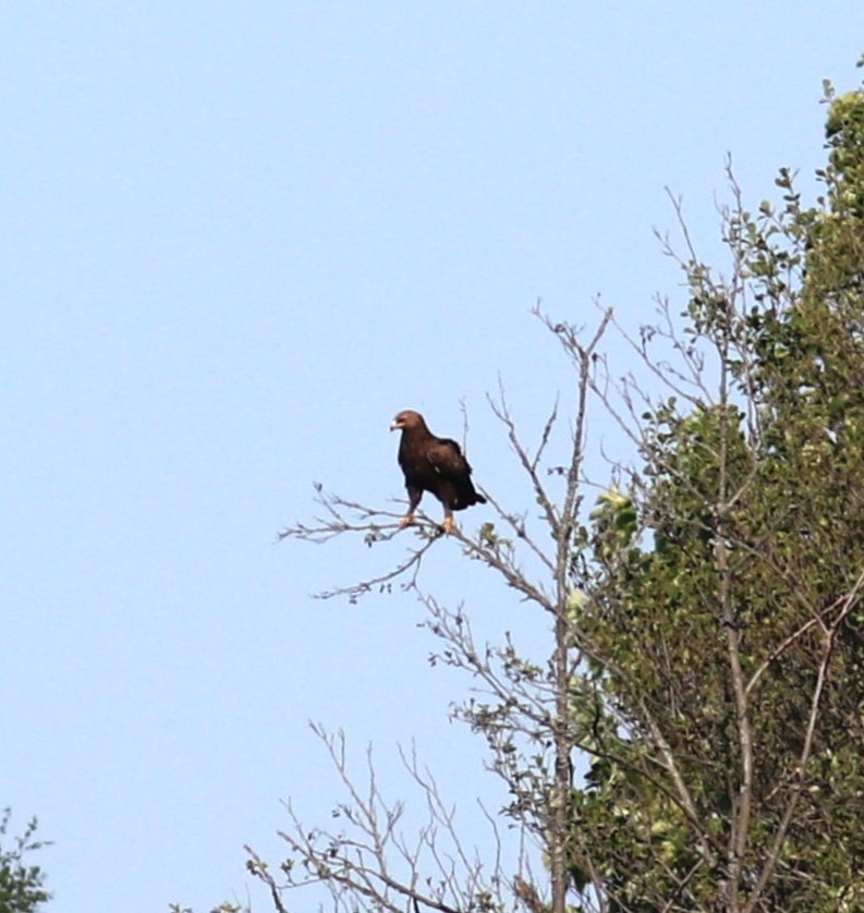 Lesser Spotted Eagle - Luke Ozsanlav-Harris