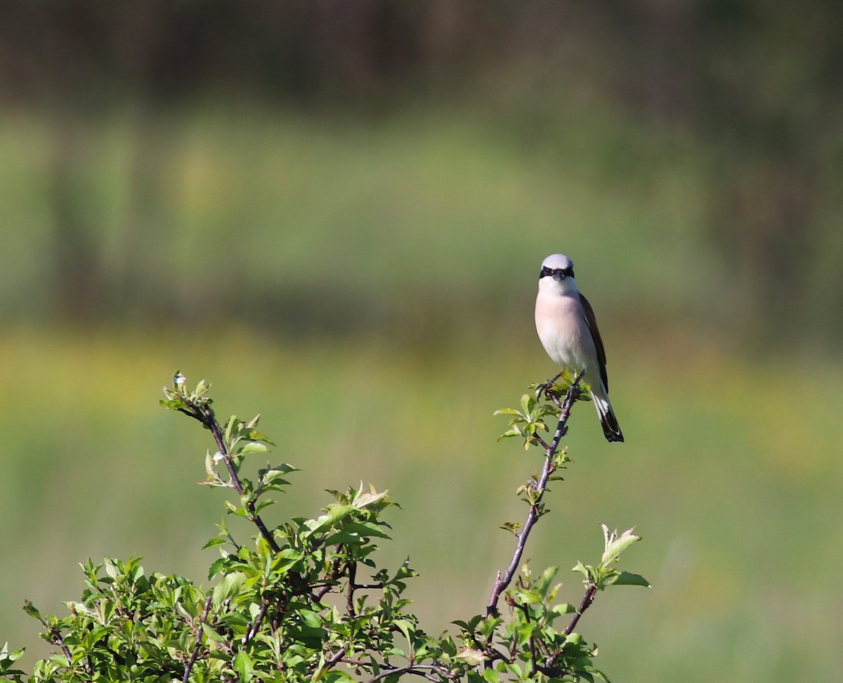 Red-backed Shrike - ML619073041