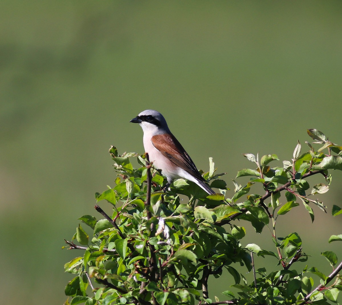 Red-backed Shrike - ML619073042