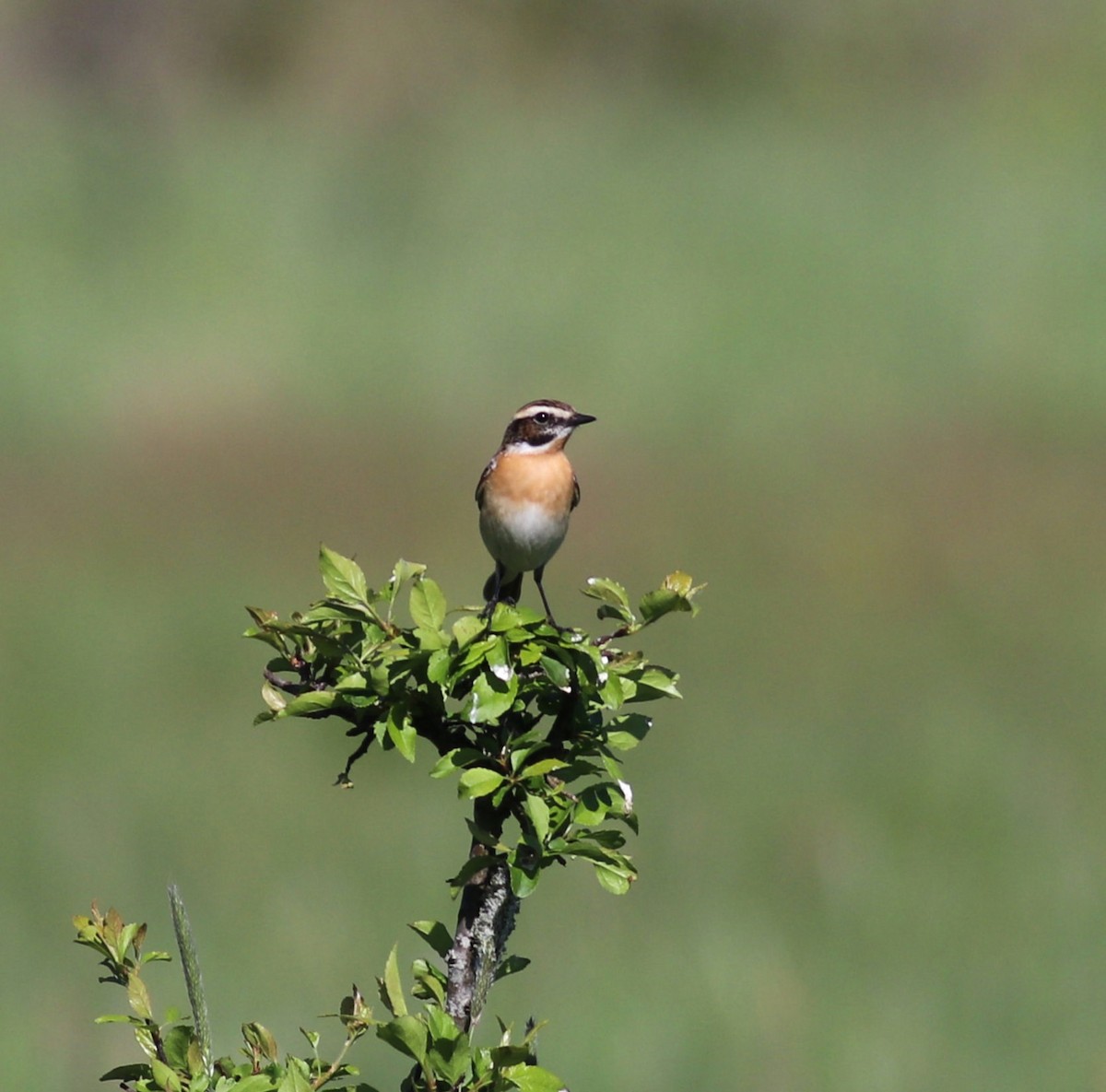 Whinchat - Luke Ozsanlav-Harris