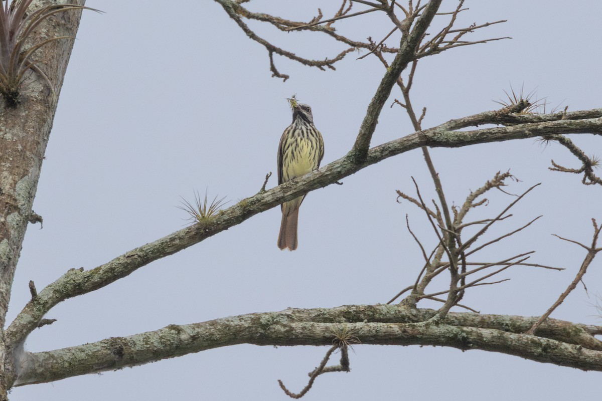 Sulphur-bellied Flycatcher - Peter Kwiatek