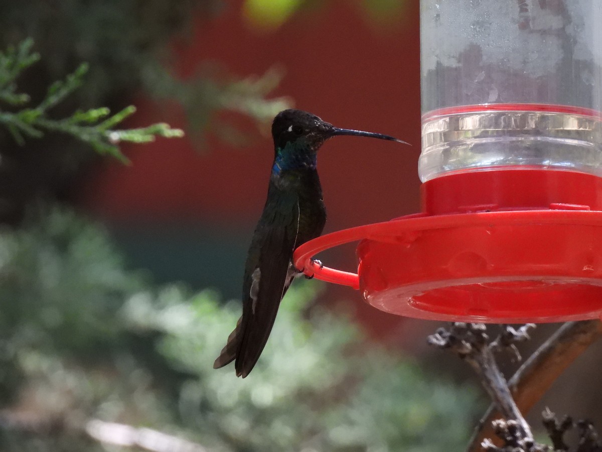 Rivoli's Hummingbird - Bradley Evans