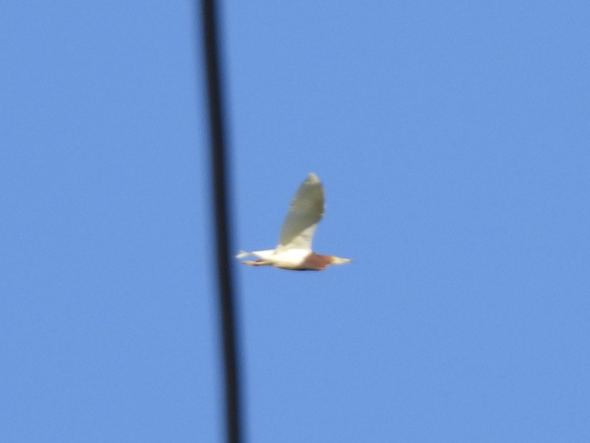 Chinese Pond-Heron - ML619073063