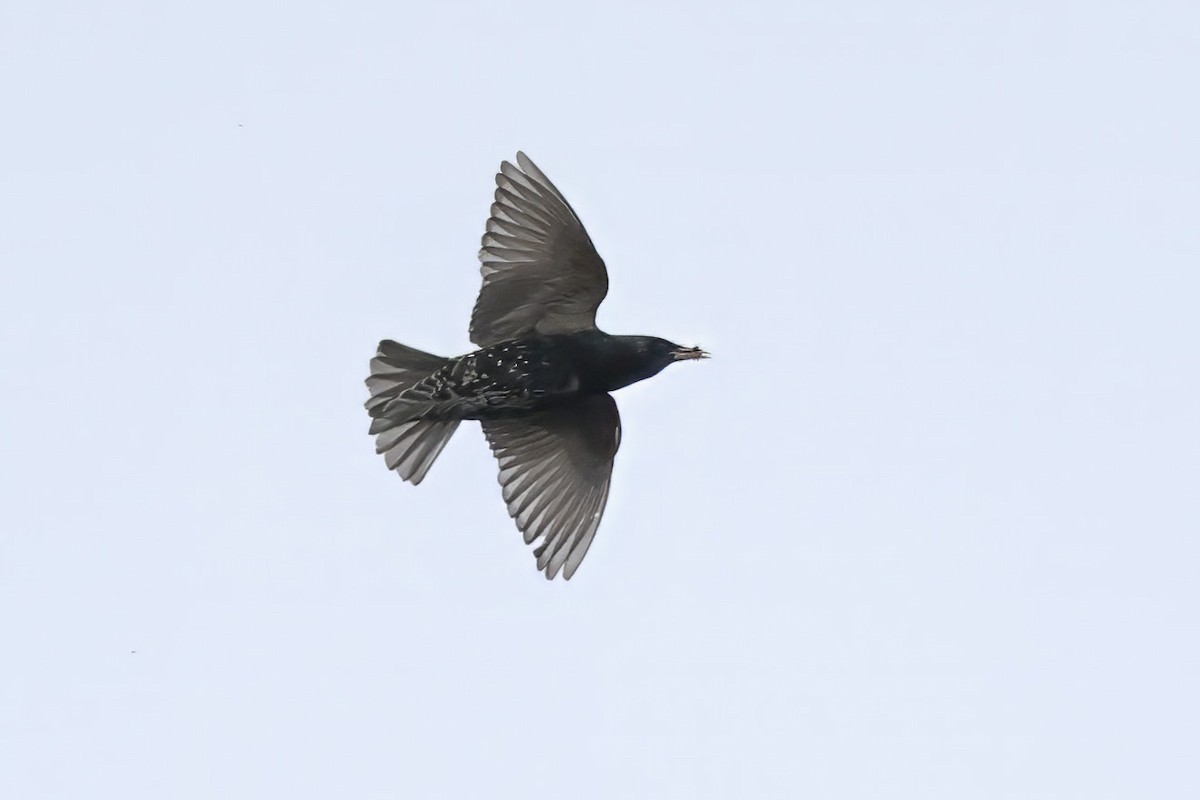 European Starling - Dave Curtis