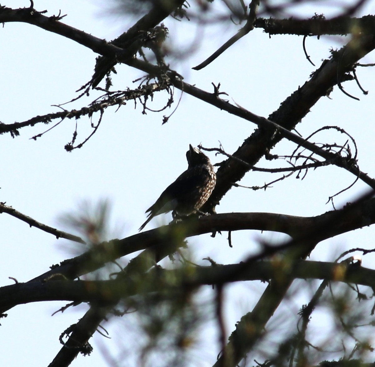 Eurasian Nutcracker - Luke Ozsanlav-Harris