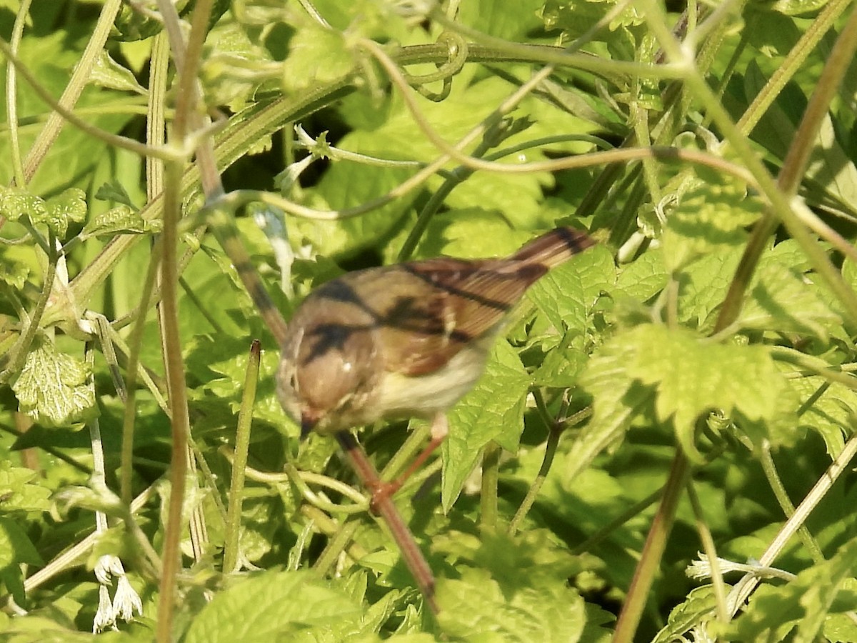 Common Rosefinch - Stan Arnold