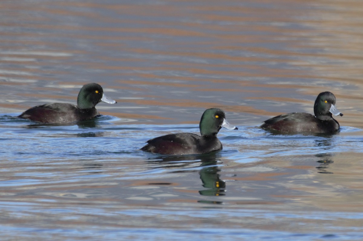 New Zealand Scaup - ML619073228