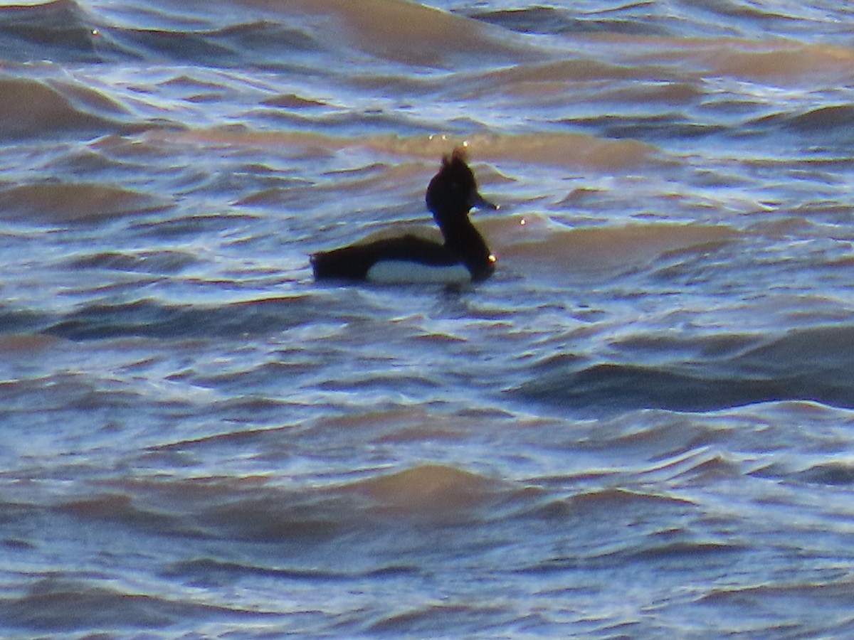 Tufted Duck - Laura Burke