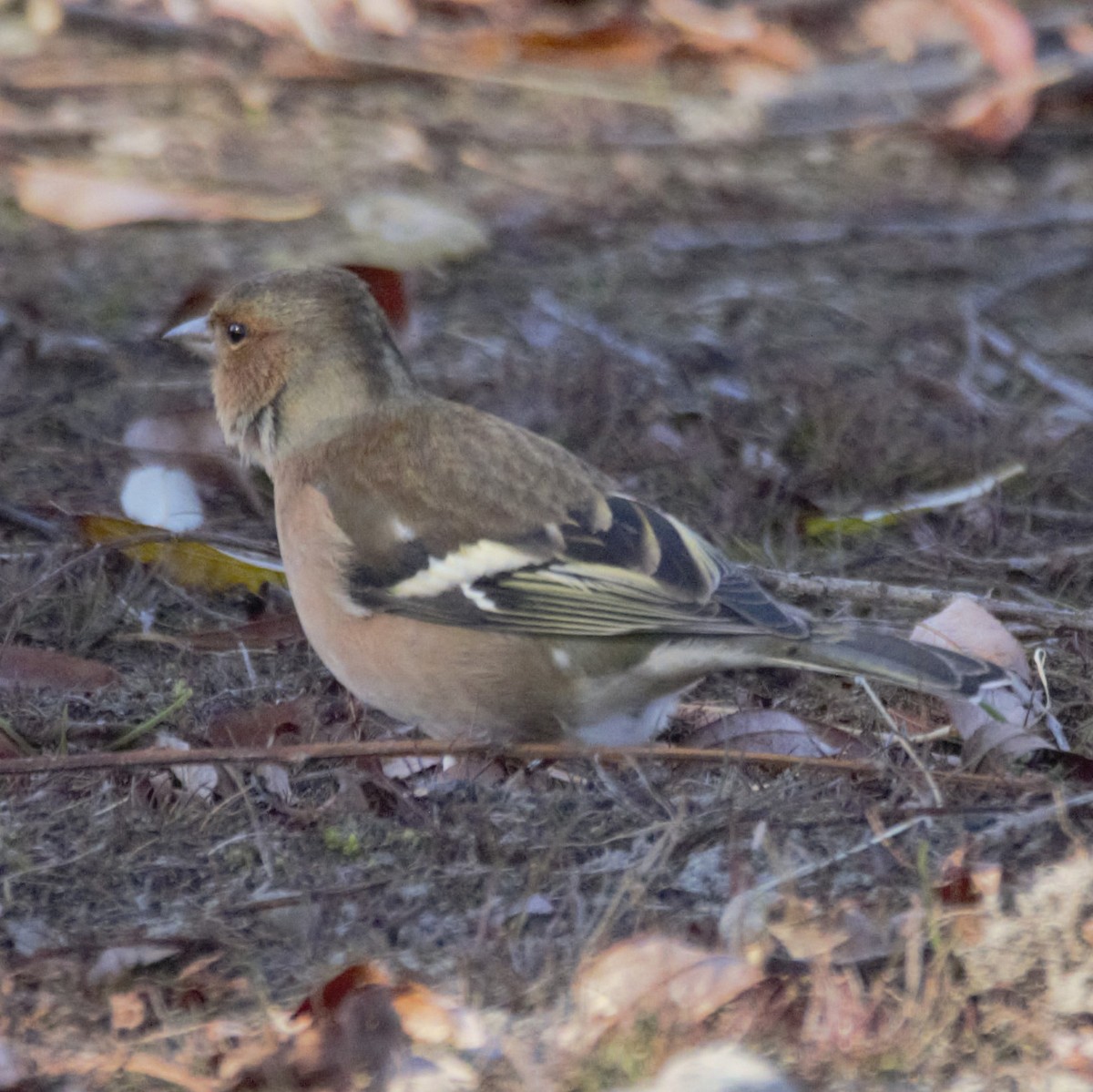 Common Chaffinch - Phil Smith