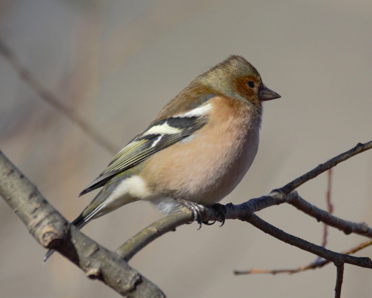 Common Chaffinch - Phil Smith