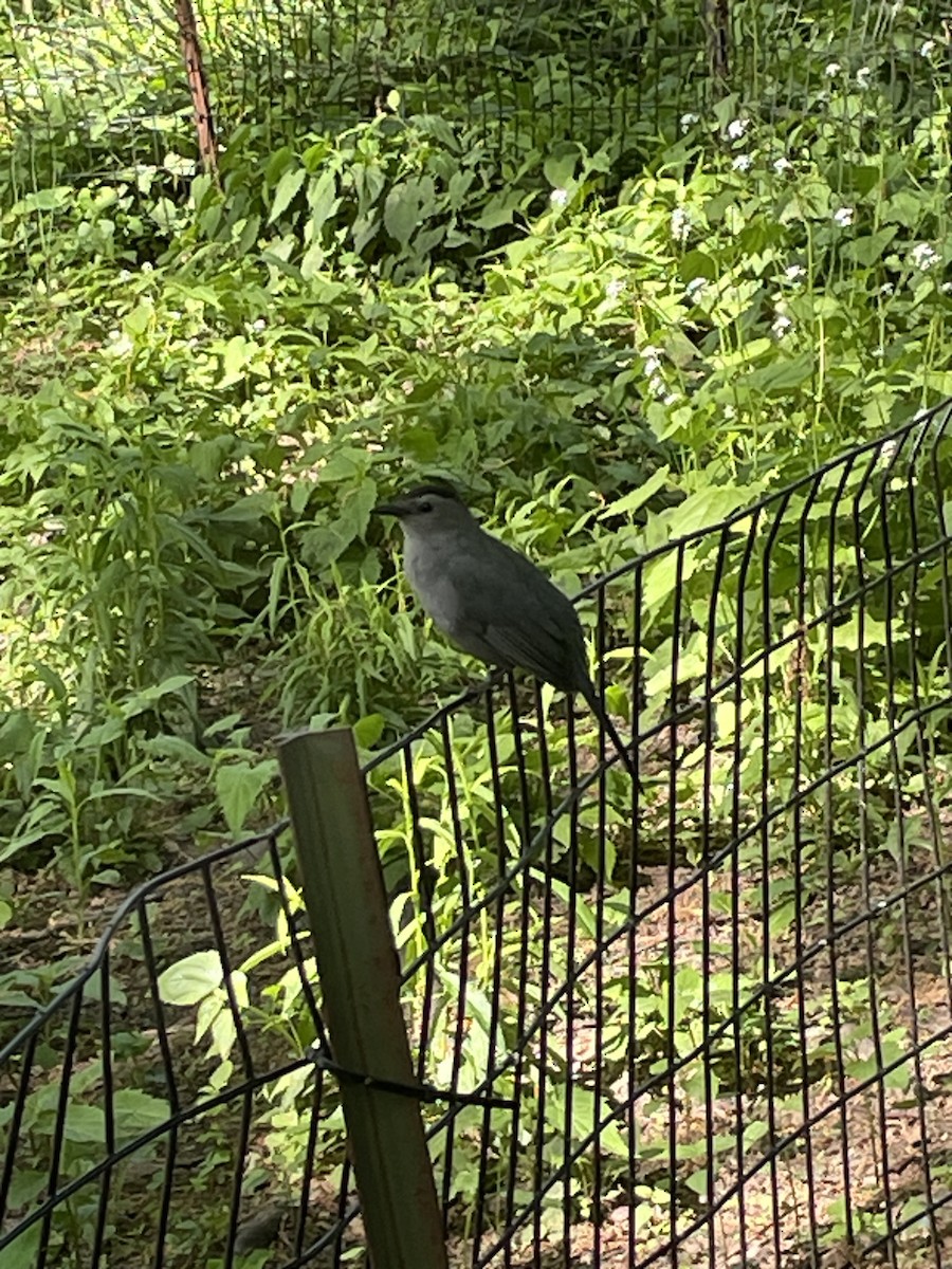 Gray Catbird - ML619073256