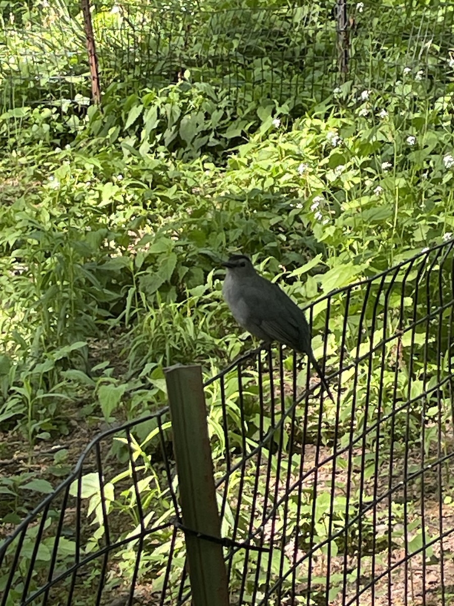 Gray Catbird - ML619073257