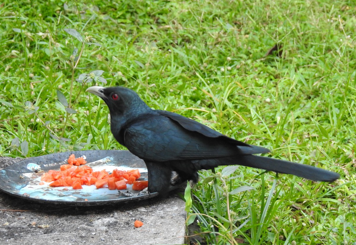 Asian Koel - Mehroon Wahab