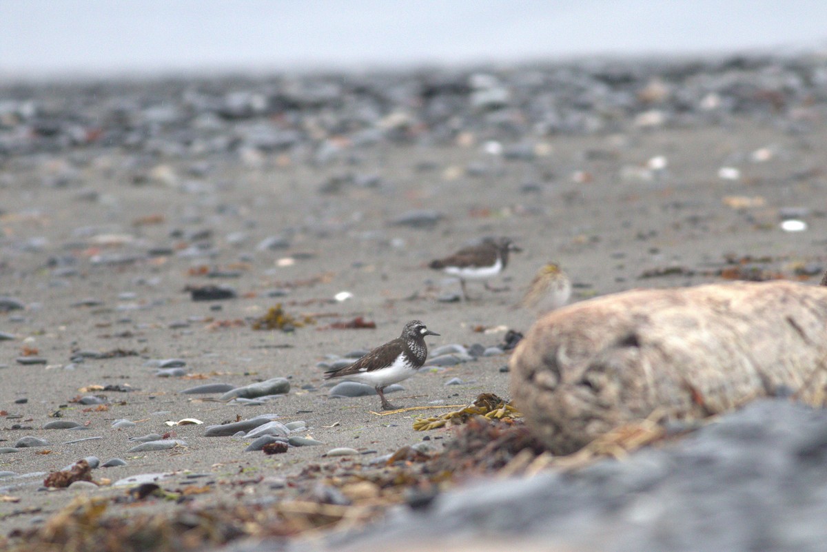 Black Turnstone - David Hanna