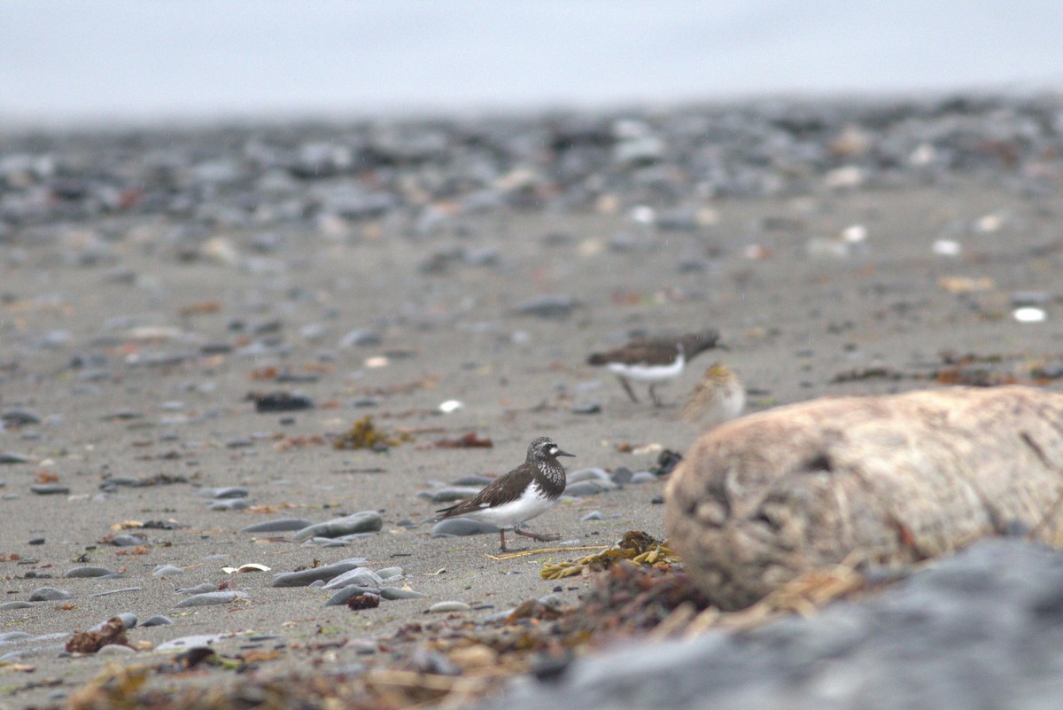 Black Turnstone - ML619073279