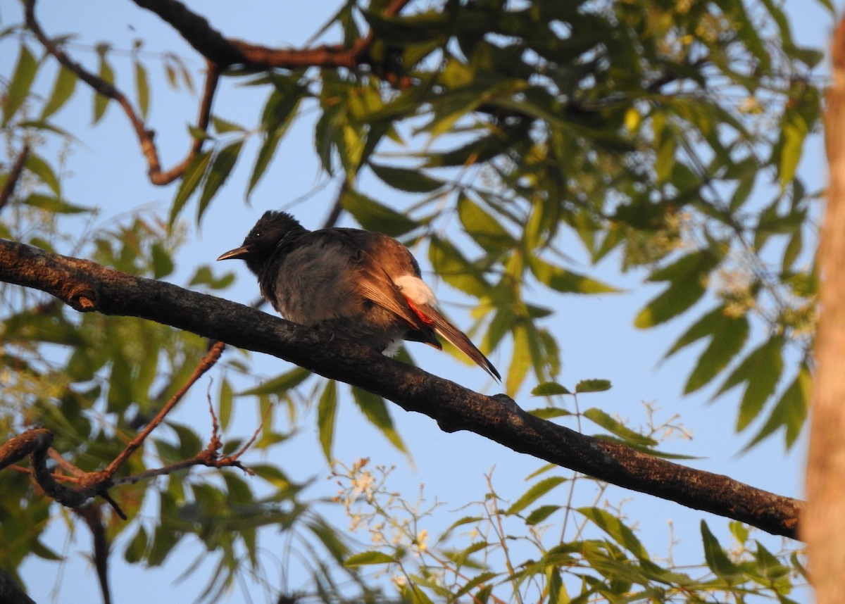 Red-vented Bulbul - Mehroon Wahab