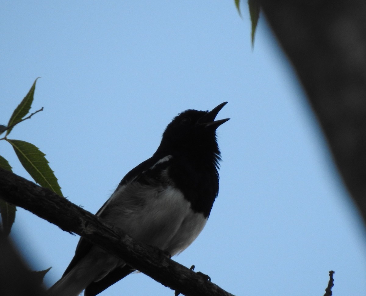 Oriental Magpie-Robin - Mehroon Wahab