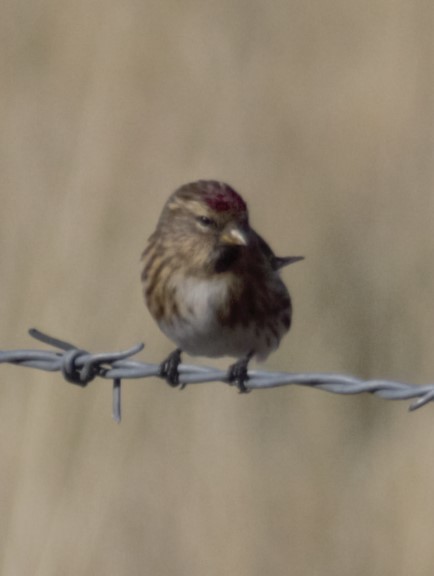 Lesser Redpoll - ML619073285