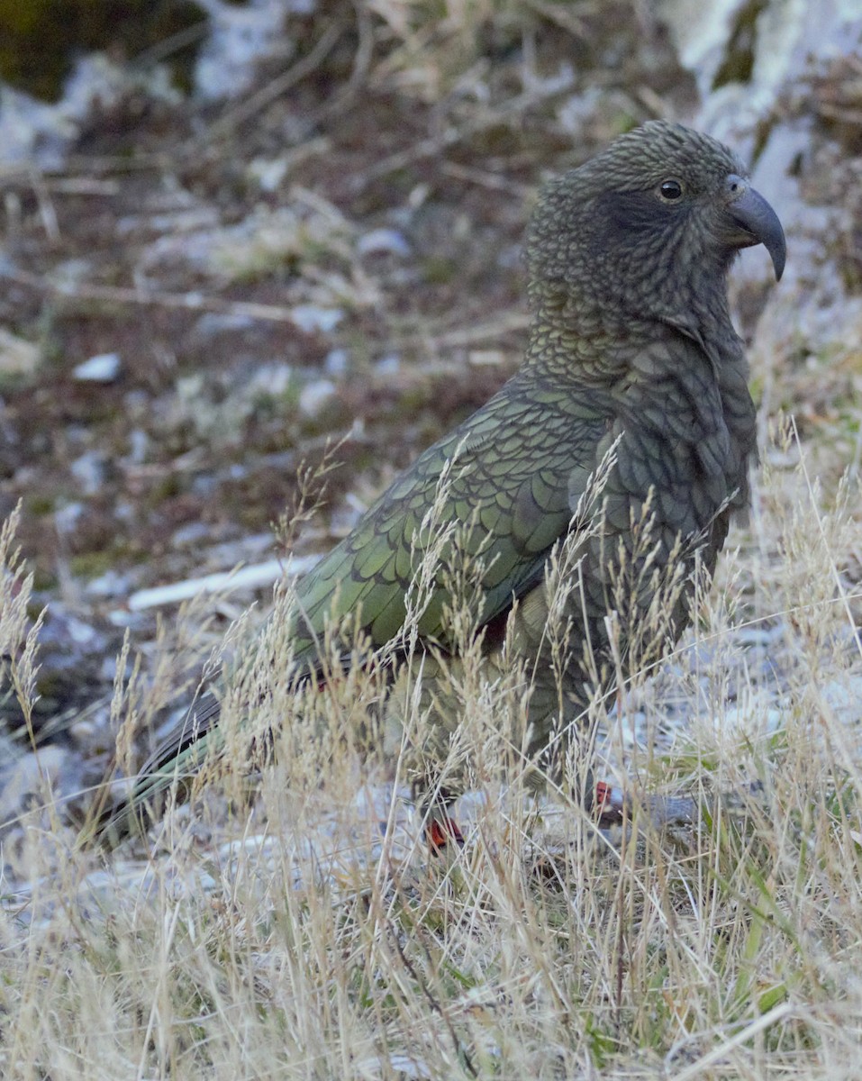 kea - ML619073306