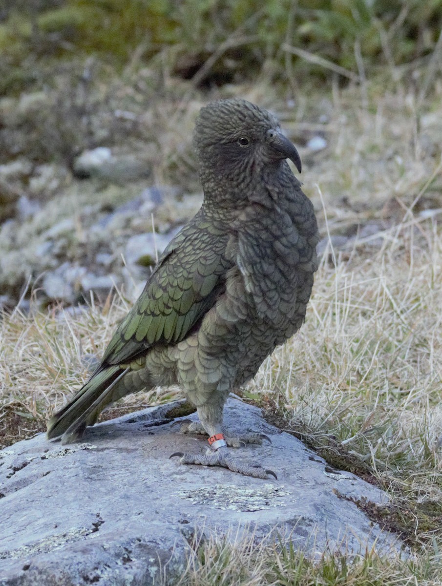 Kea - ML619073308