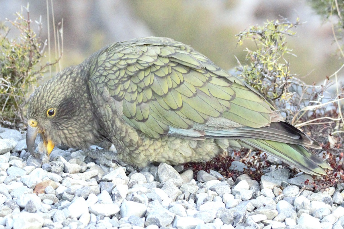 kea - ML619073317