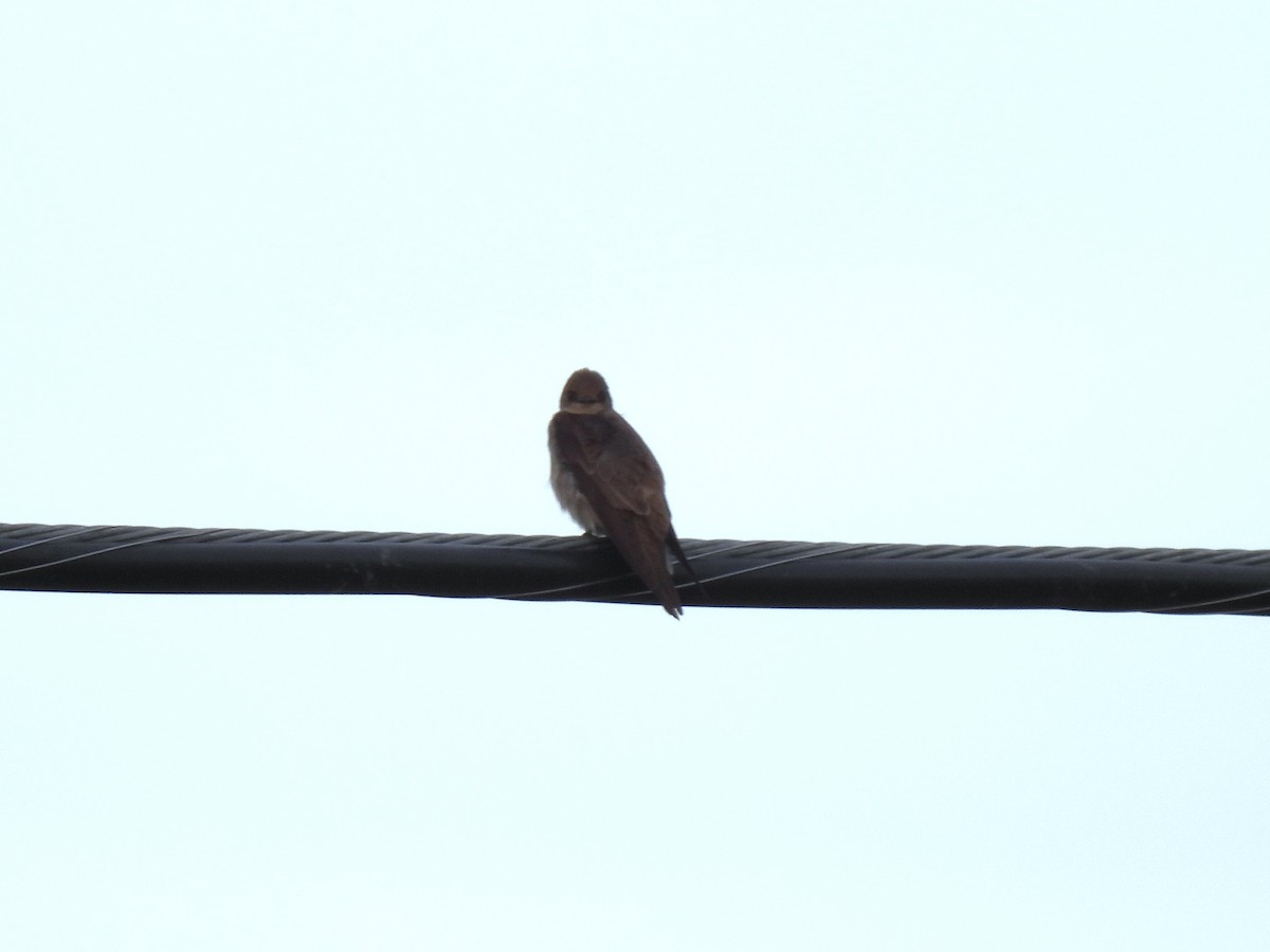 Northern Rough-winged Swallow - Kimberly Berry