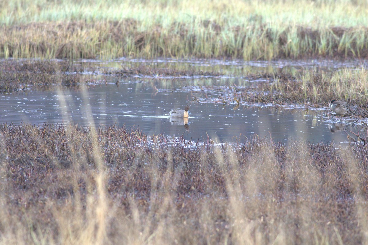 Northern Pintail - ML619073337