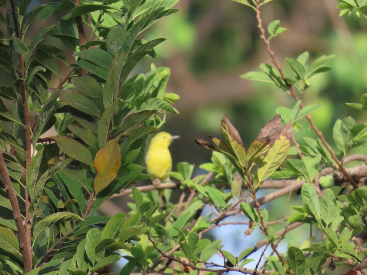 Common Iora - ML619073358