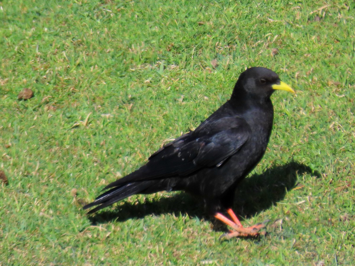 Yellow-billed Chough - Andrew Collins