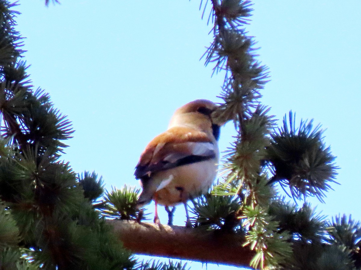 Hawfinch - Andrew Collins