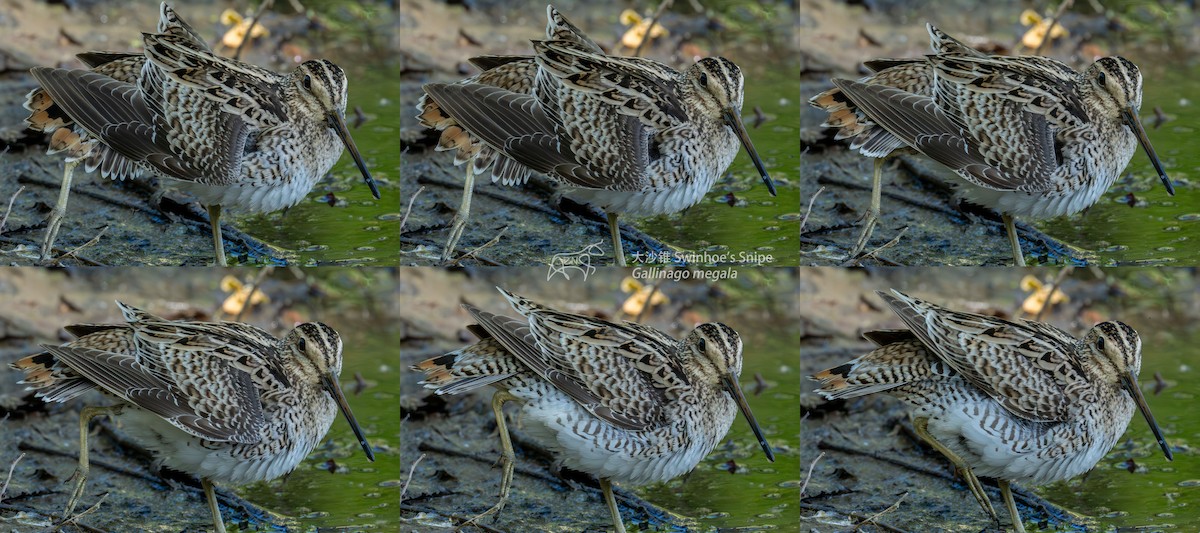 Swinhoe's Snipe - Zhen niu