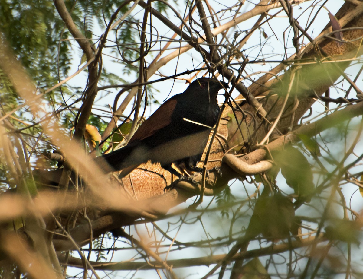 Asian Koel - chandana roy