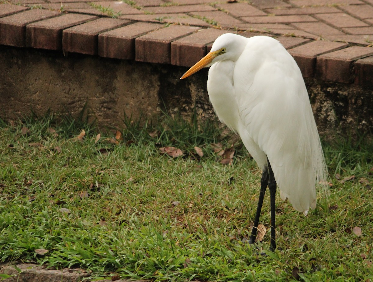 Great Egret - Miguel  Magro