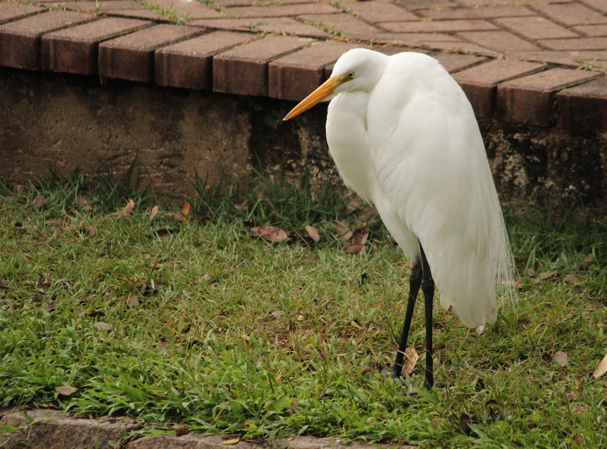 Great Egret - Miguel  Magro