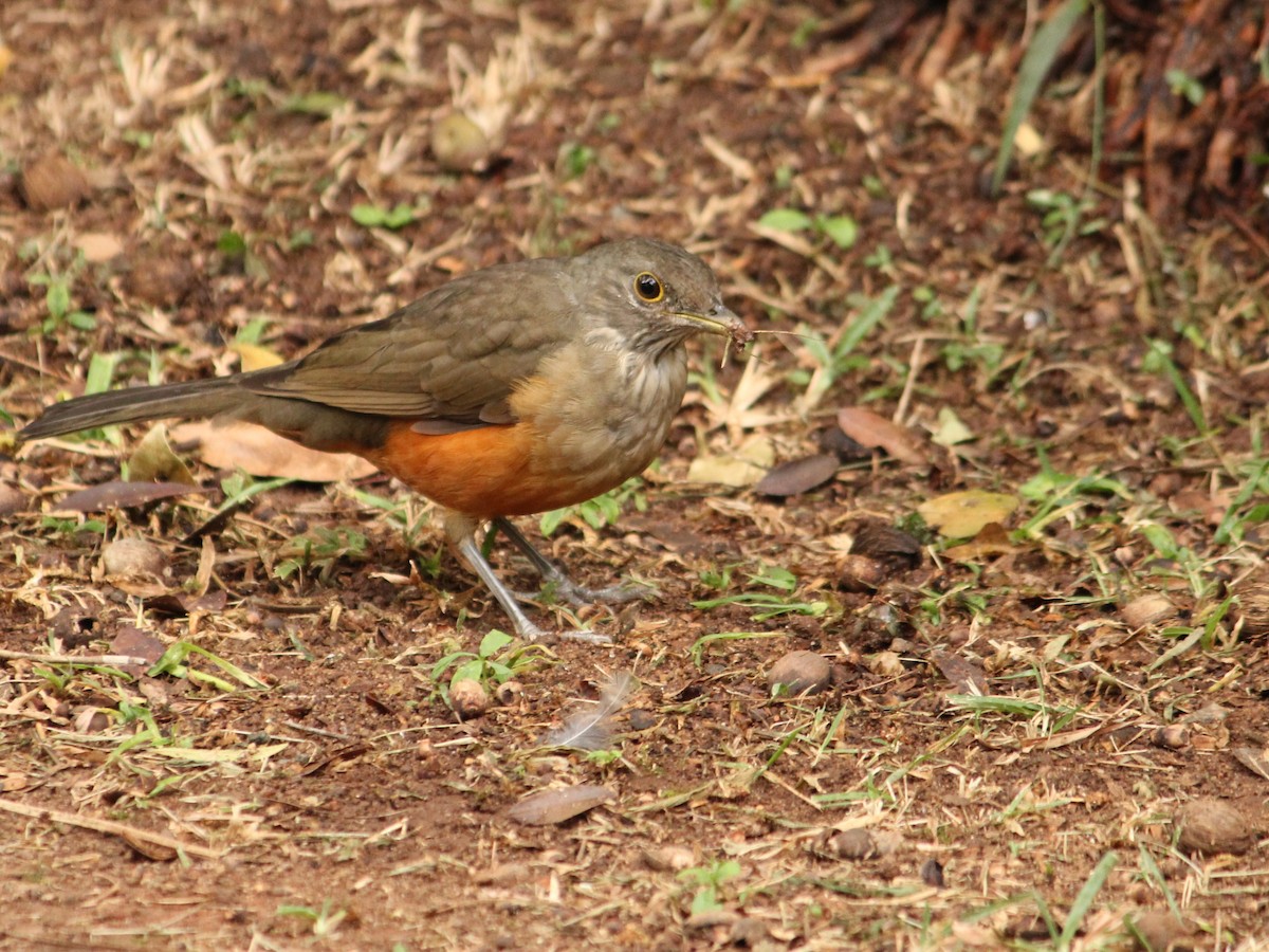 Rufous-bellied Thrush - Miguel  Magro