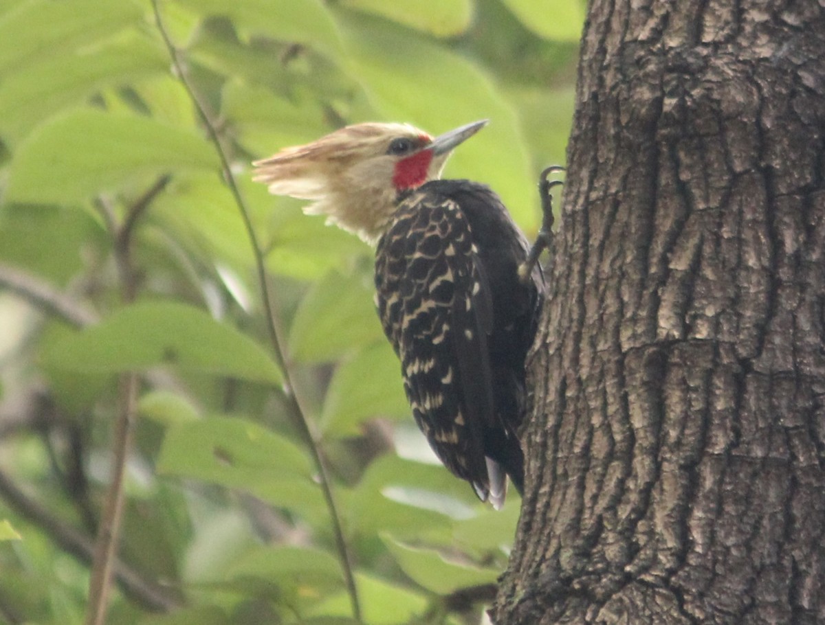 Blond-crested Woodpecker - Miguel  Magro
