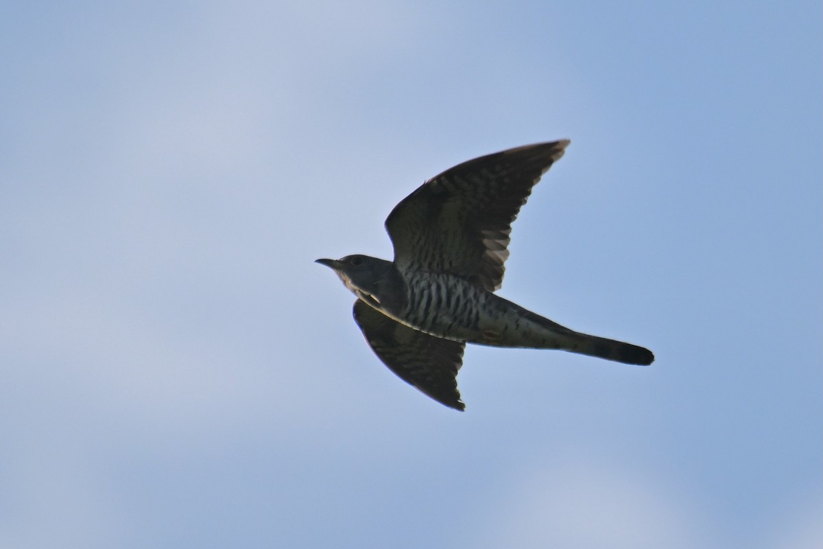 Indian Cuckoo - ML619073401