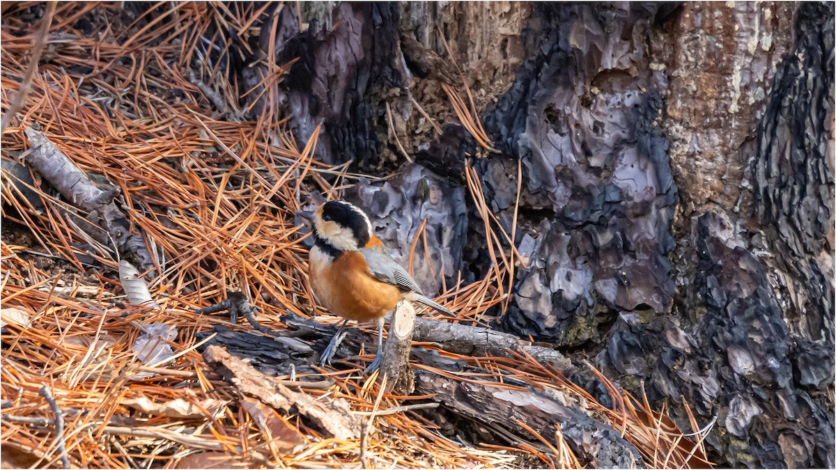 Varied Tit - 대준 유