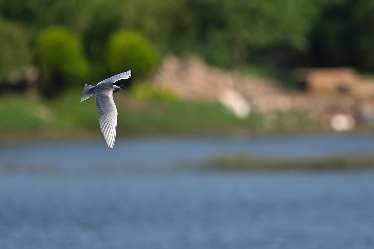 Whiskered Tern - Ting-Wei (廷維) HUNG (洪)