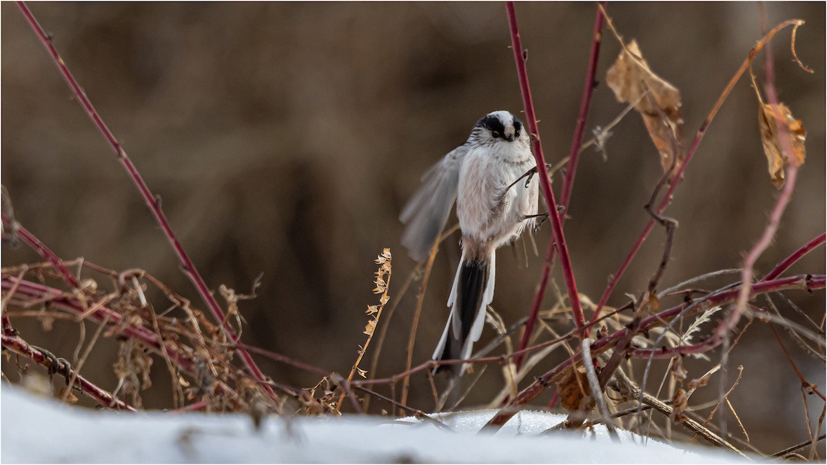 Long-tailed Tit - 대준 유